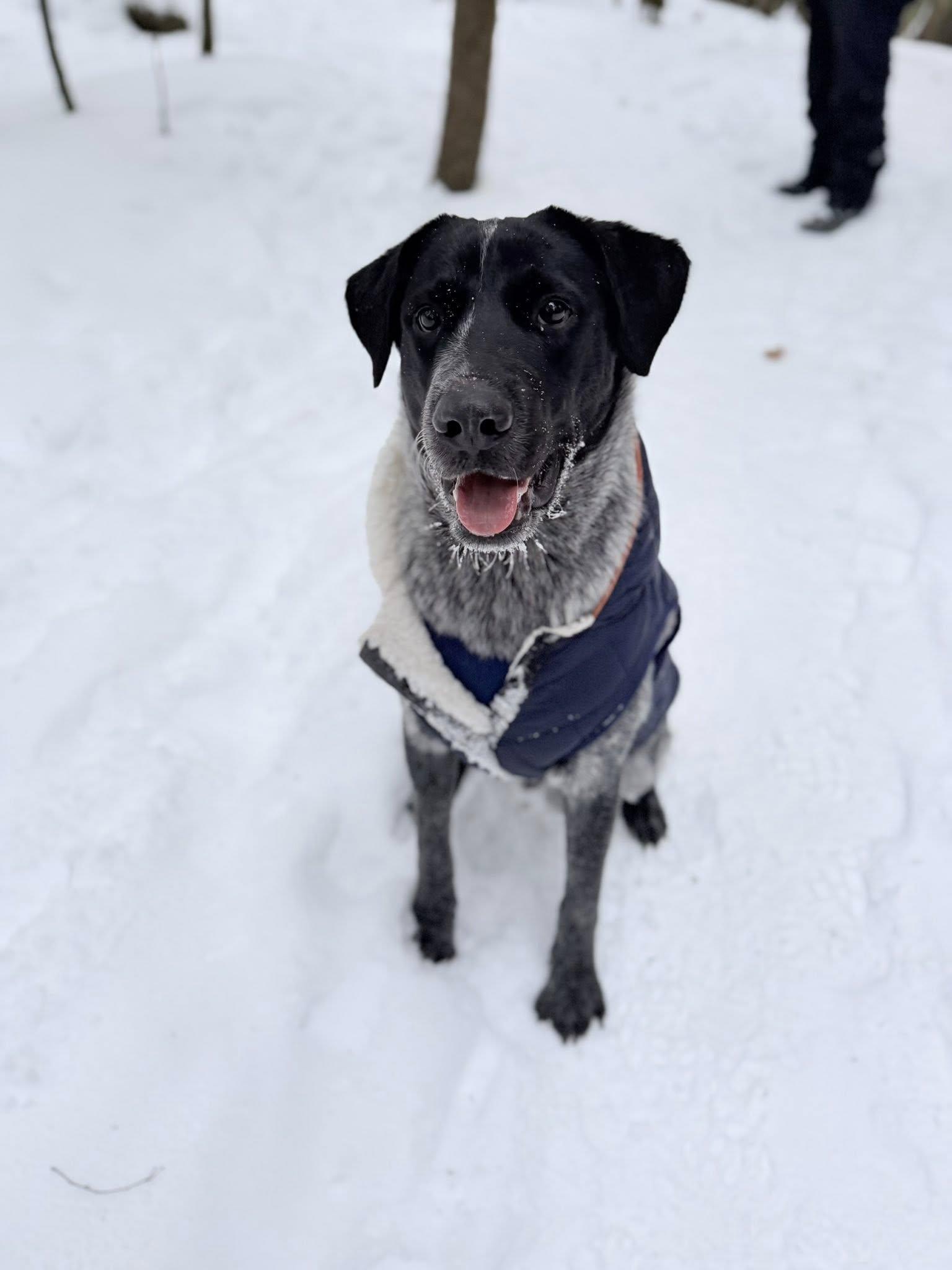 Enlarge Duke , a ADOPTABLE mixed breed in Woodstock, ON image 4/6