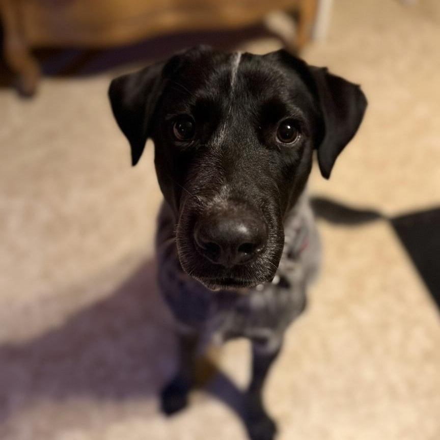 Enlarge Duke , a ADOPTABLE mixed breed in Woodstock, ON image 3/6