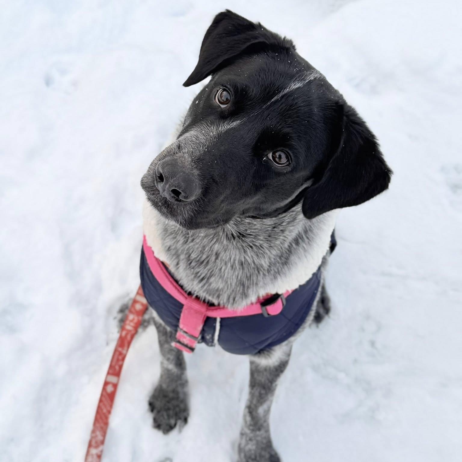 Enlarge Duke , a ADOPTABLE mixed breed in Woodstock, ON image 1/6