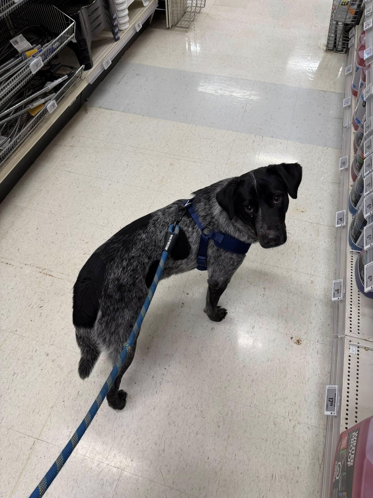 Enlarge Duke , a ADOPTABLE mixed breed in Woodstock, ON image 5/6