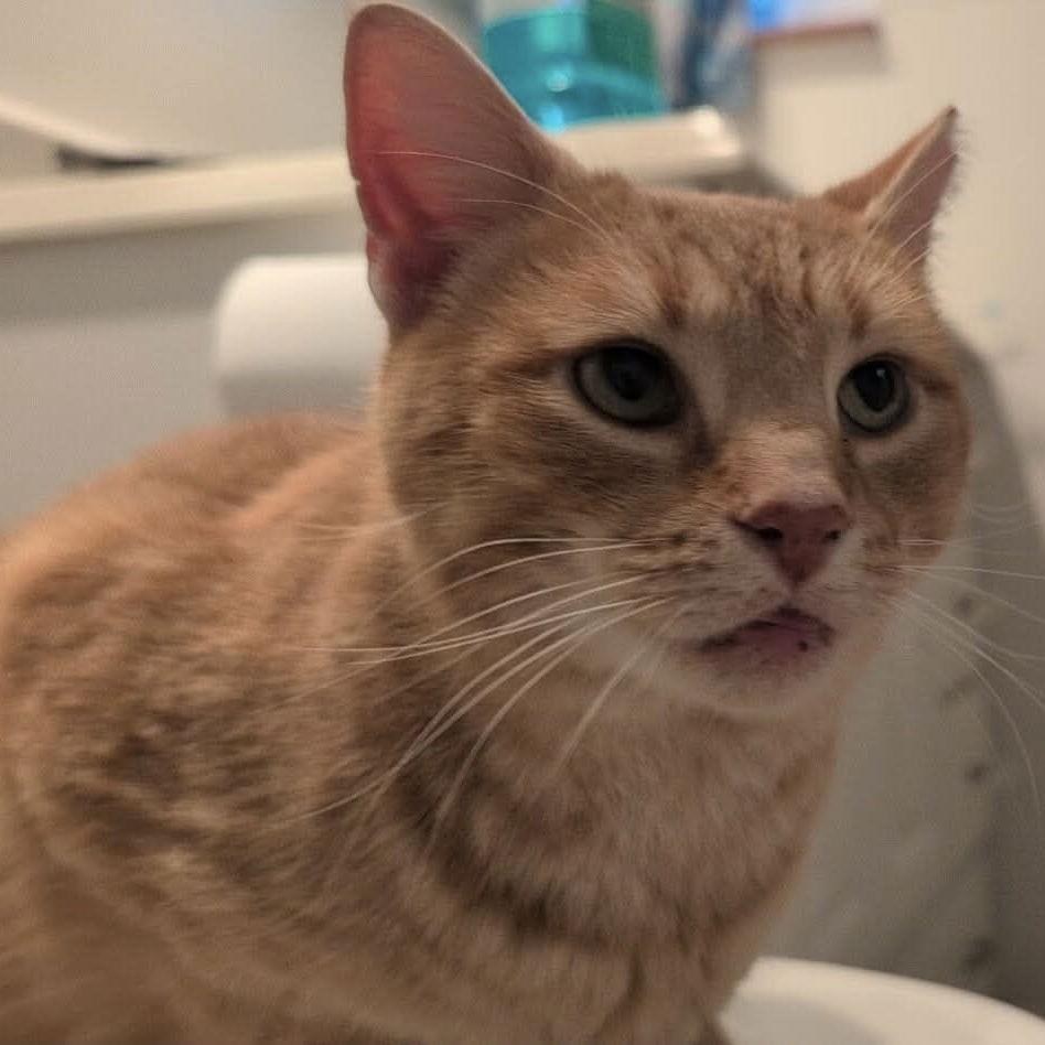 Sparky, Adopted, Adult Male Domestic Short Hair & Tabby.