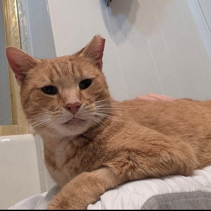 Sparky, a Adopted mixed breed in Dublin, OH image 2/2