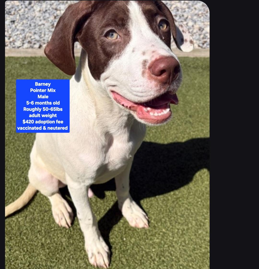 Barney, Adoptable, Puppy Male Pointer.