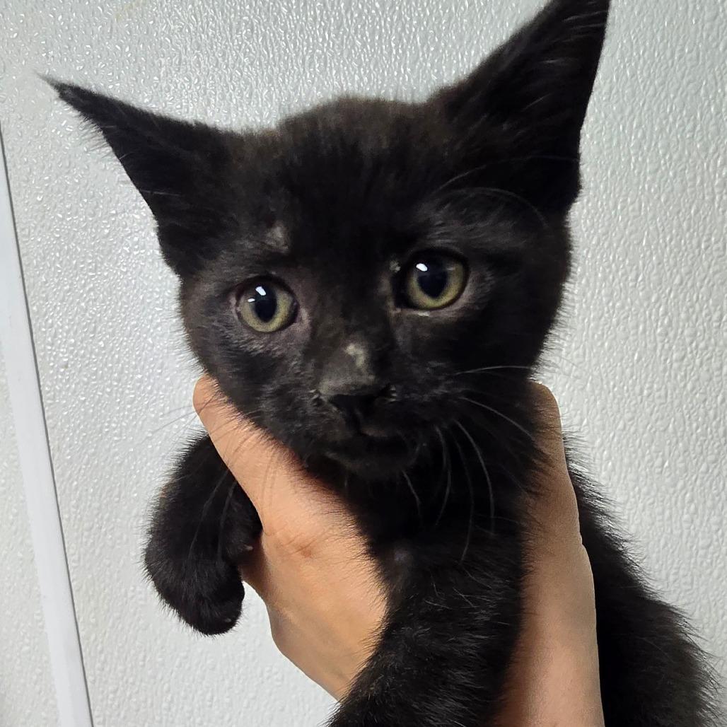 Enlarge Washington, a Adoptable Domestic Short Hair in Marble, NC image 1/1