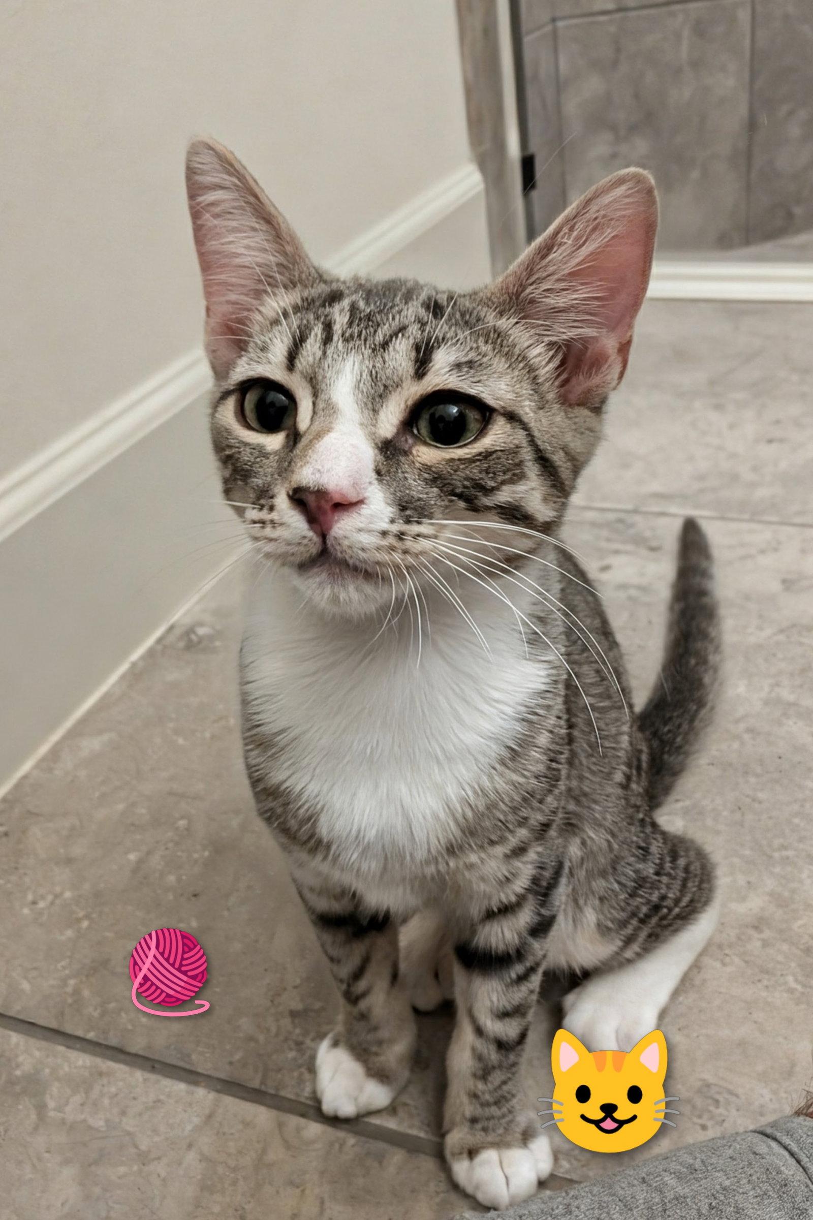 Ash (2166), a Adoptable Tabby in Wesley Chapel, FL image 1/2