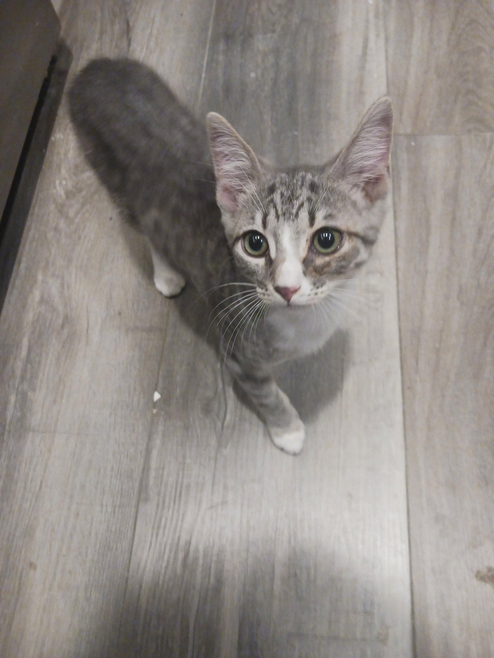 Ash (2166), a Adoptable Tabby in Wesley Chapel, FL image 2/2