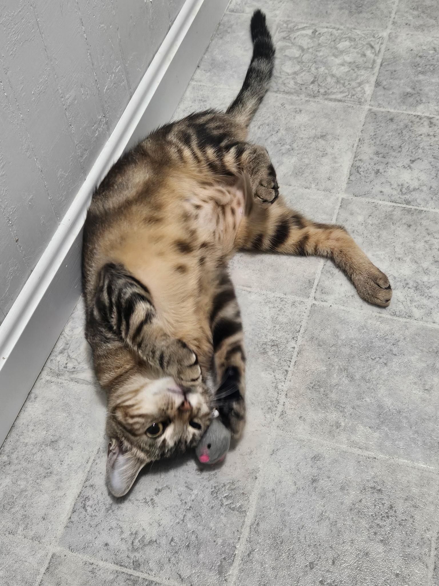 Montana, Adoptable, Young Female Domestic Short Hair.