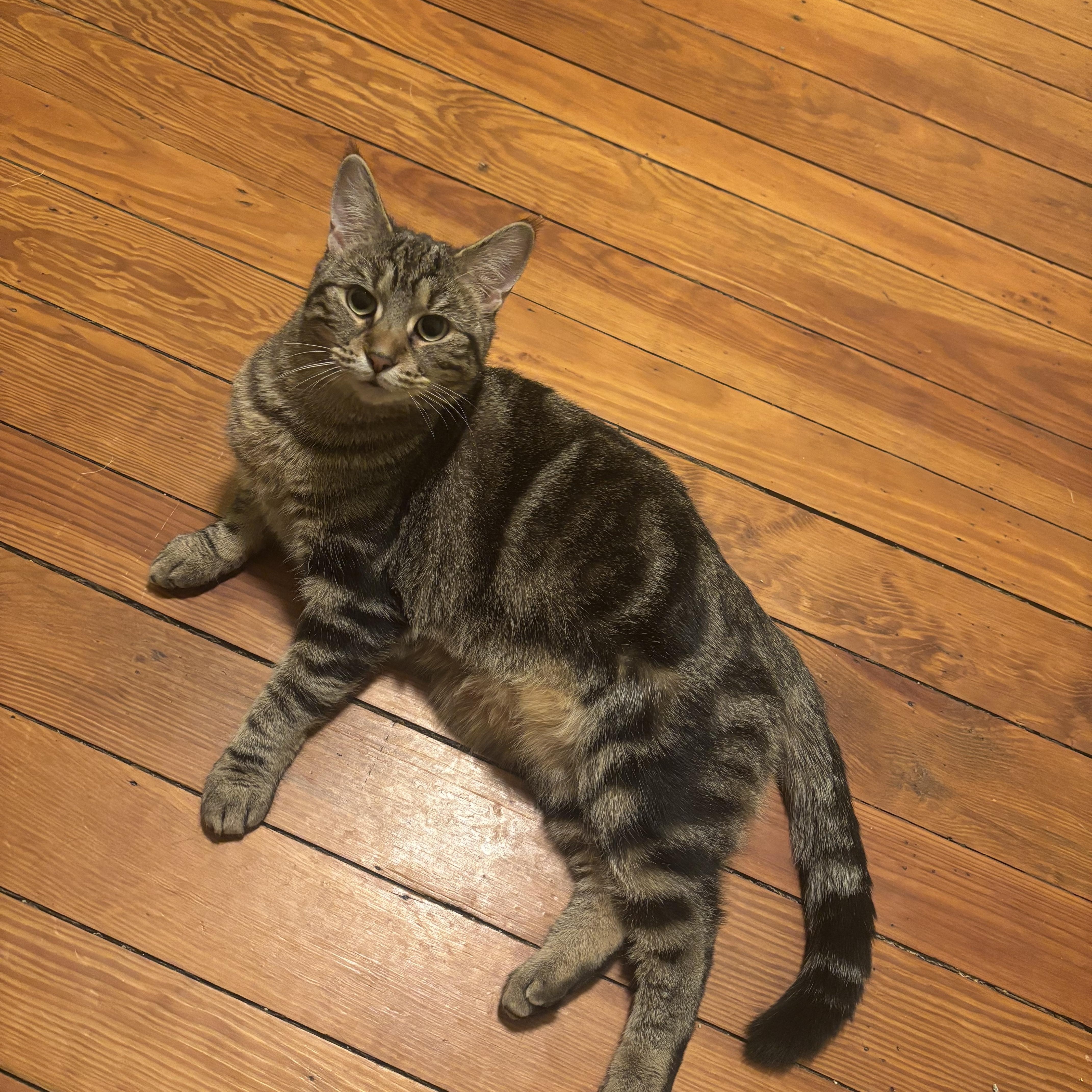 Enlarge Montana, a Adoptable Domestic Short Hair in Beltsville, MD image 1/6