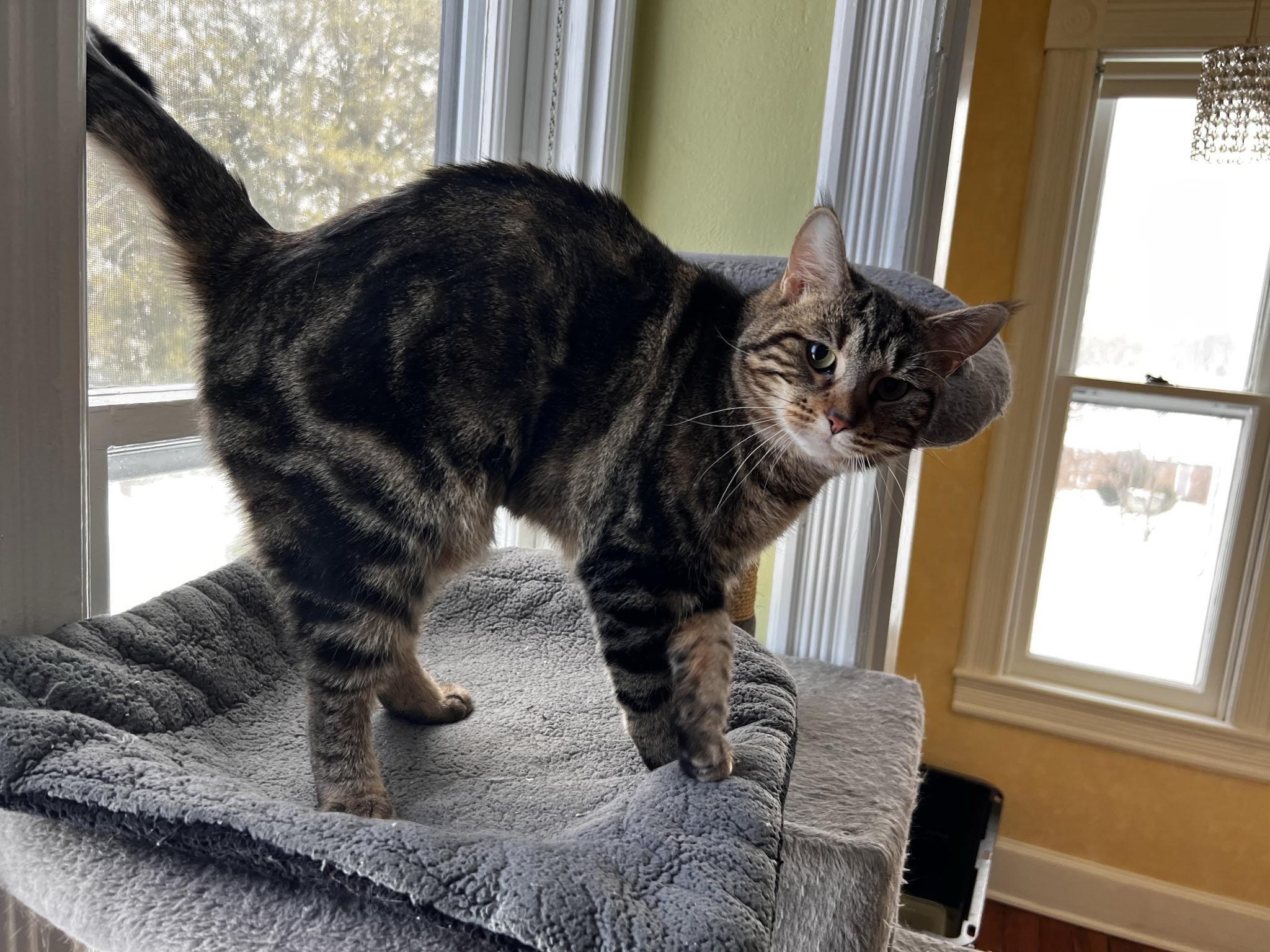 Montana, an adoptable Domestic Short Hair in Beltsville, MD image 2/6