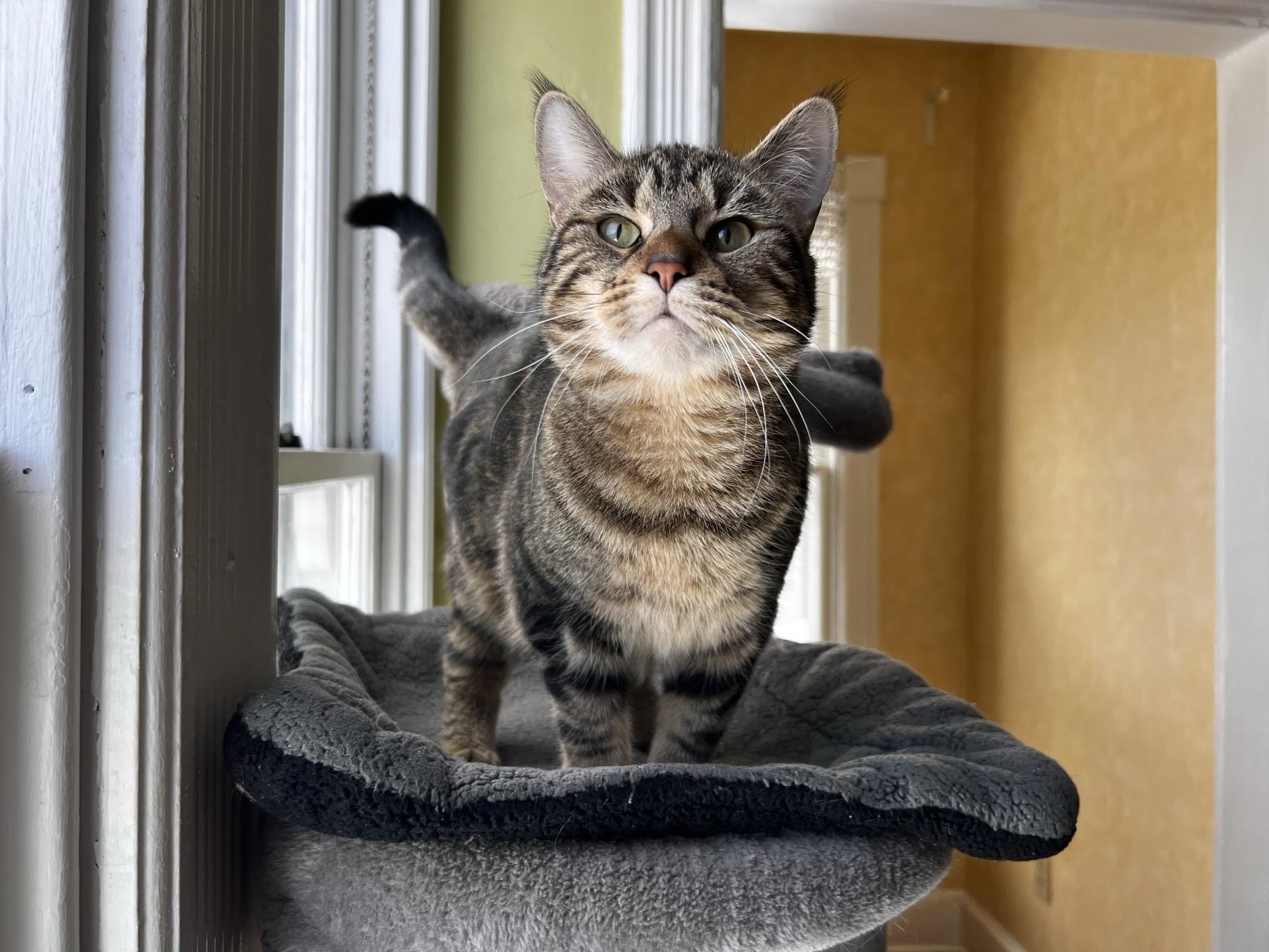 Montana, adoptable, Young Female Domestic Short Hair.