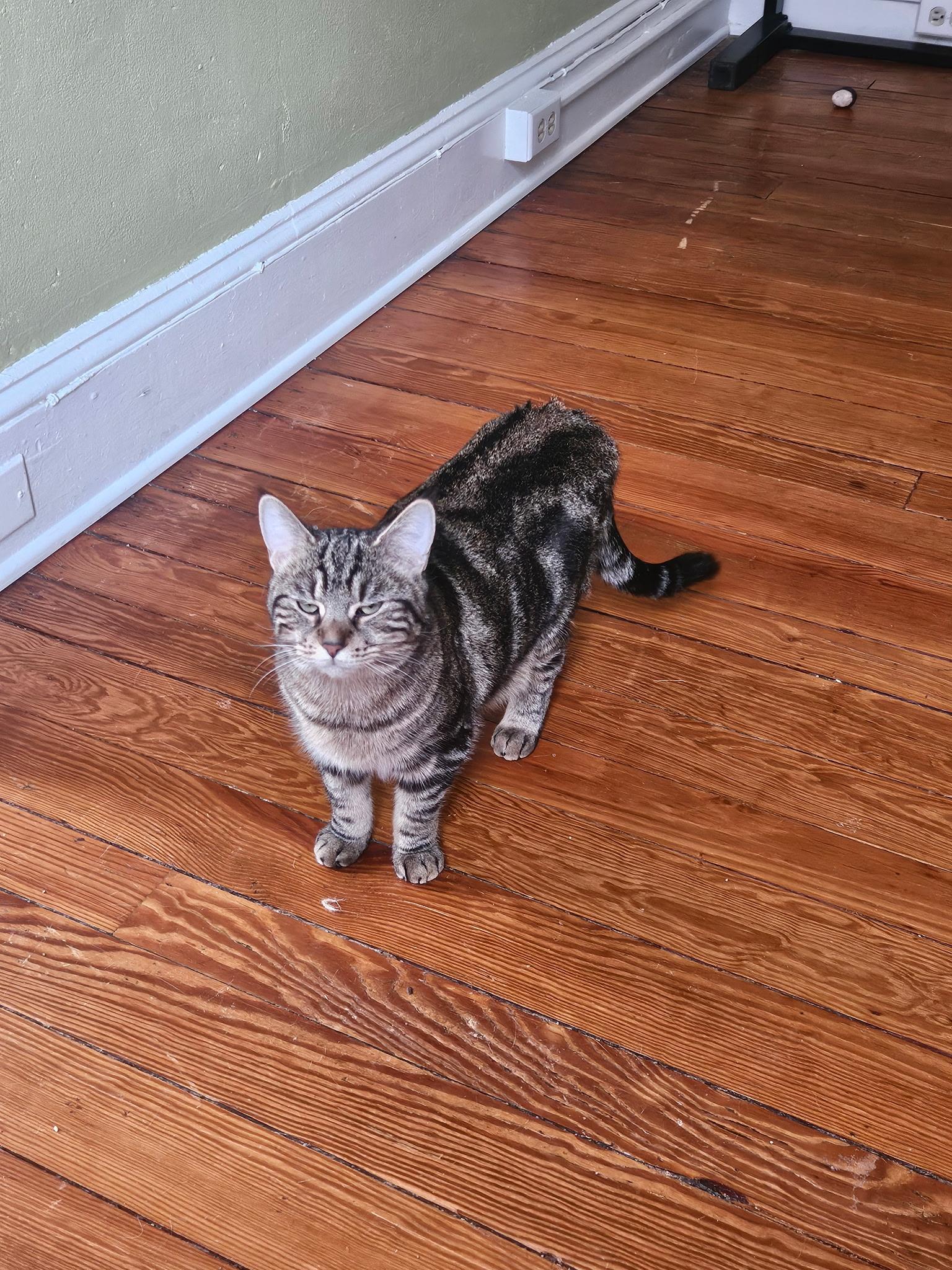 Enlarge Montana, a Adoptable Domestic Short Hair in Beltsville, MD image 6/6