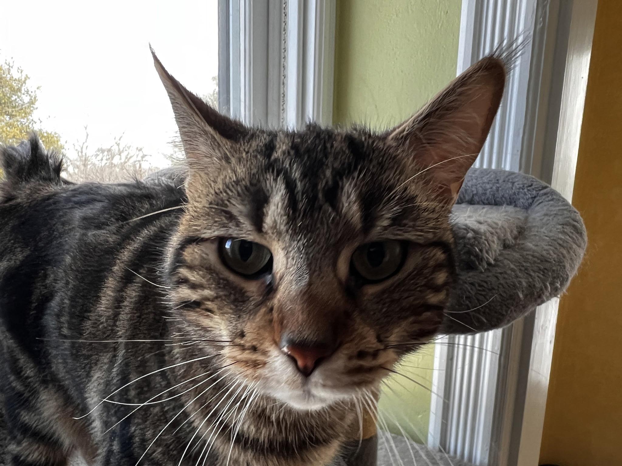 Enlarge Montana, a Adoptable Domestic Short Hair in Beltsville, MD image 4/6