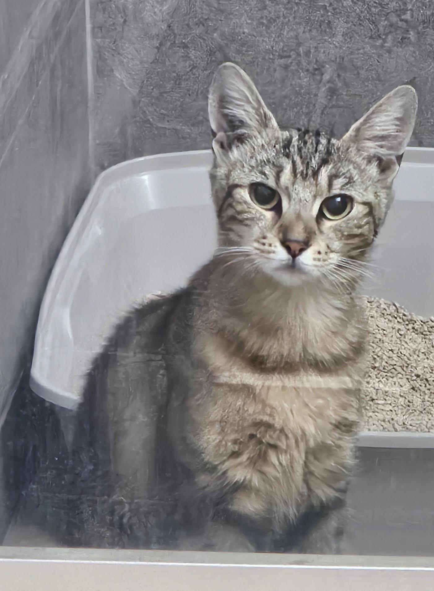 Enlarge Montana, a Adoptable Domestic Short Hair in Beltsville, MD image 5/6