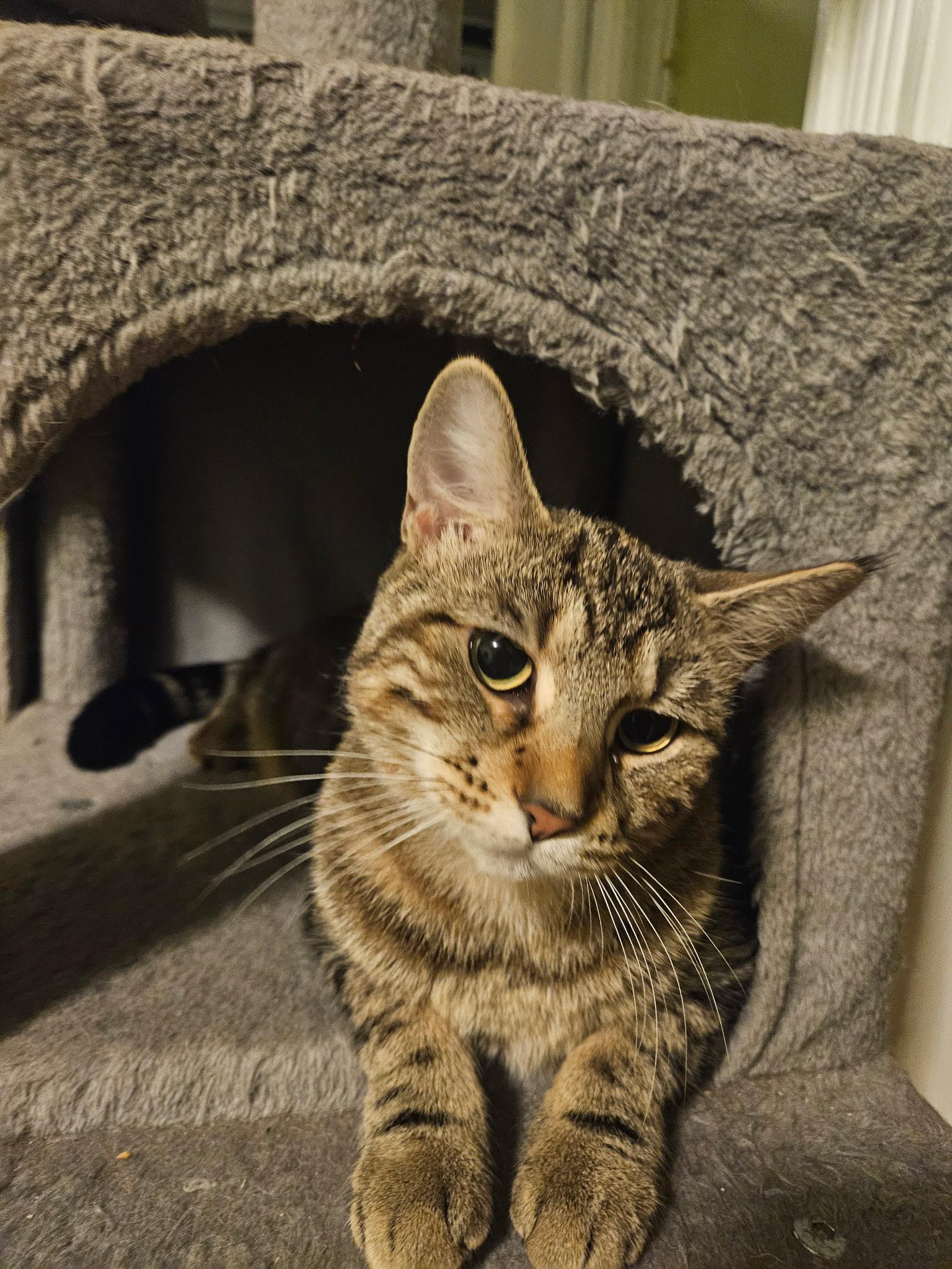 Enlarge Montana, a Adoptable Domestic Short Hair in Beltsville, MD image 6/6