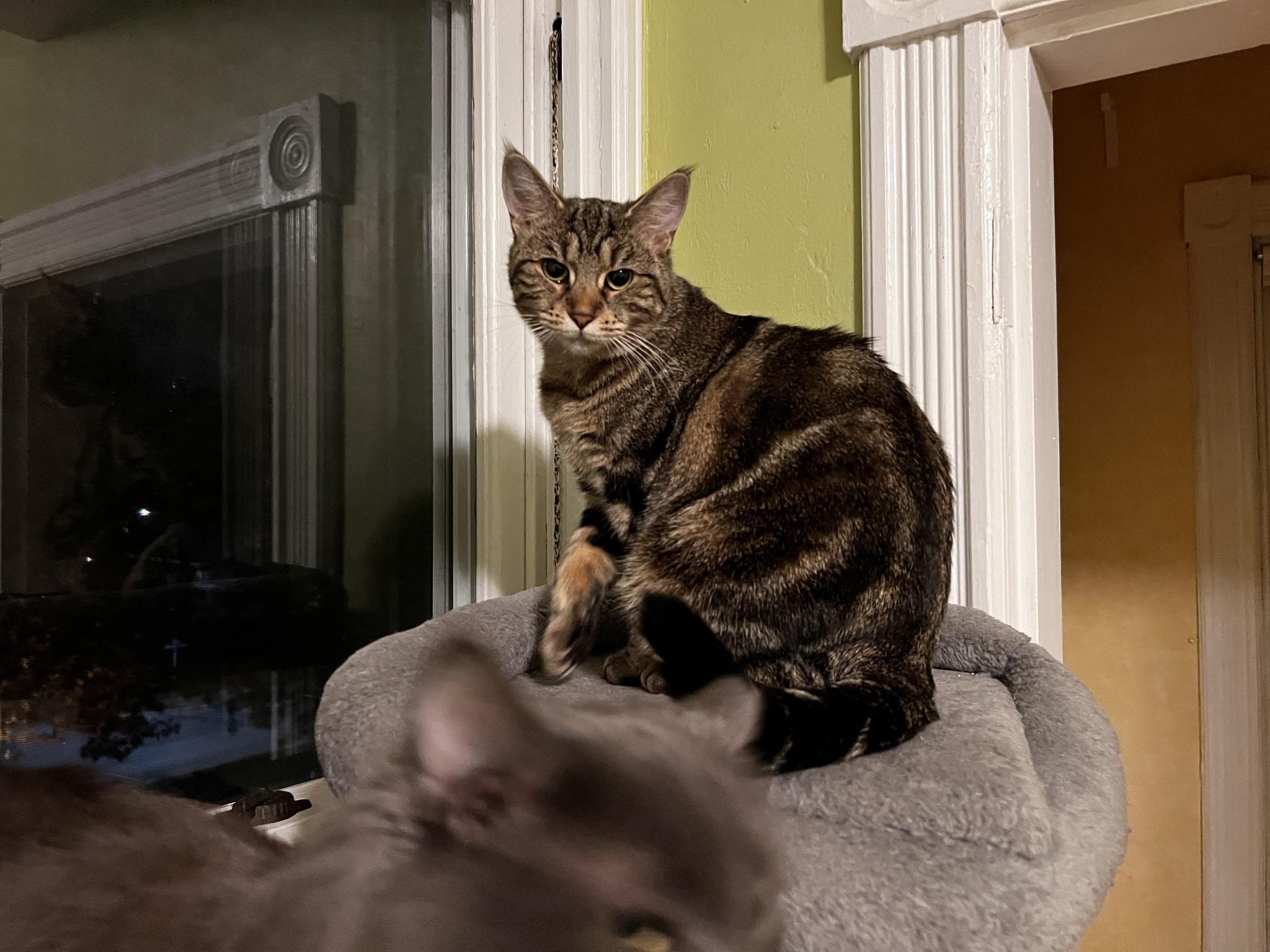 Enlarge Montana, a Adoptable Domestic Short Hair in Beltsville, MD image 2/6