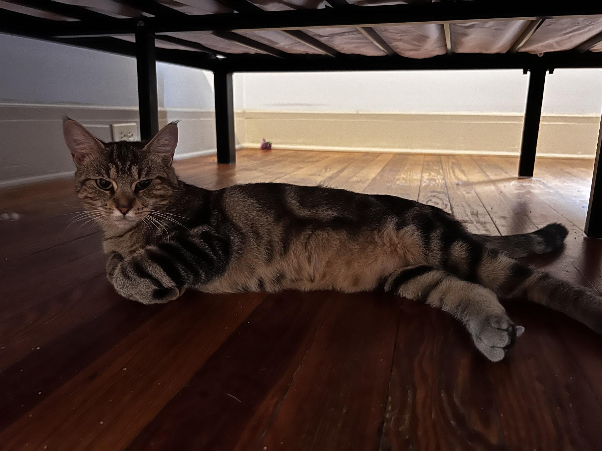 Enlarge Montana, a Adoptable Domestic Short Hair in Beltsville, MD image 3/6