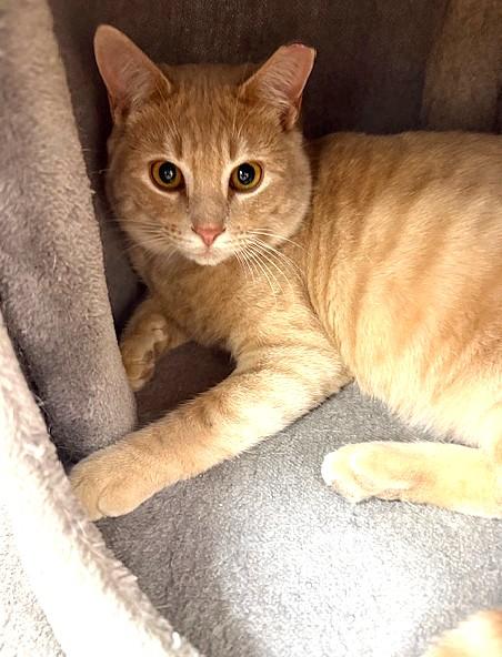 Hansel, adopted, Young Male Domestic Short Hair.