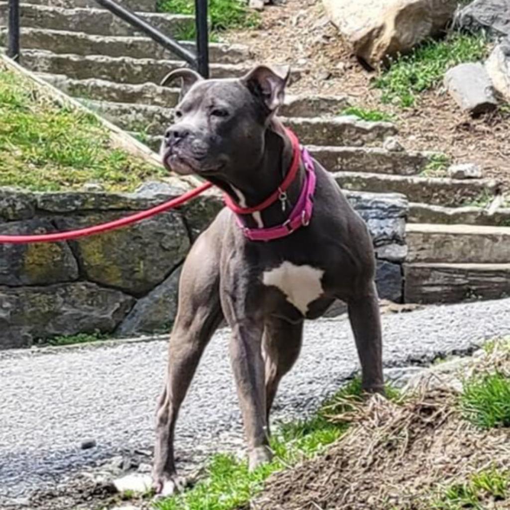 Enlarge Slim, a Adoptable Pit Bull Terrier in Oceanside, NY image 2/6