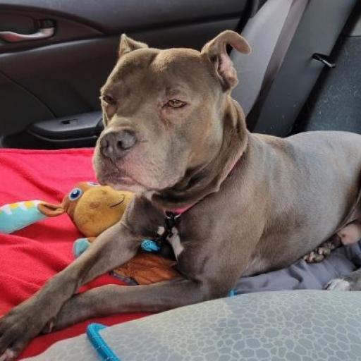 Enlarge Slim, a Adoptable Pit Bull Terrier in Oceanside, NY image 3/6