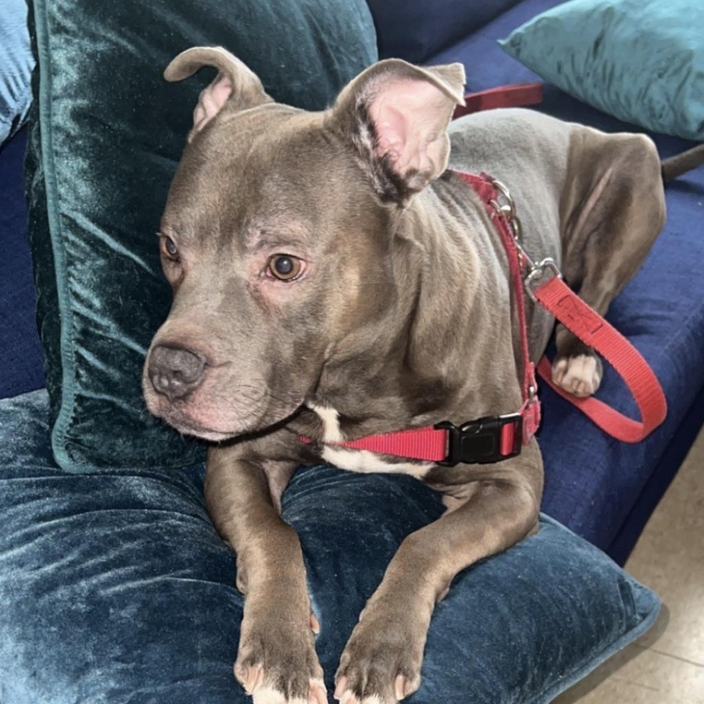 Enlarge Slim, a Adoptable Pit Bull Terrier in Oceanside, NY image 6/6