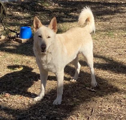 Ernie (in foster), Adoptable, Adult Male German Shepherd Dog & Mixed Breed.
