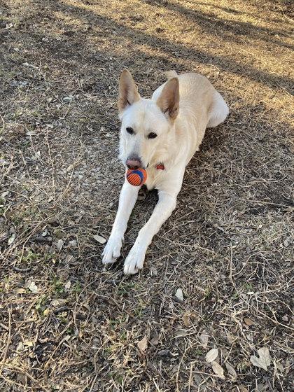 Enlarge Ernie (in foster), a Adoptable mixed breed in San Marcos, TX image 2/3