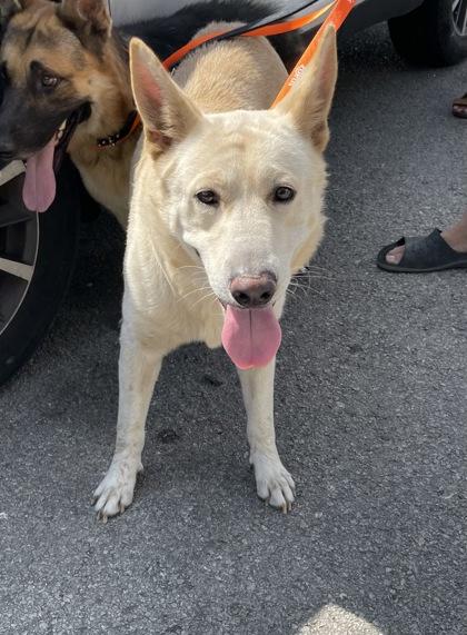 Ernie, Adoptable, Adult Male German Shepherd Dog & Mixed Breed.