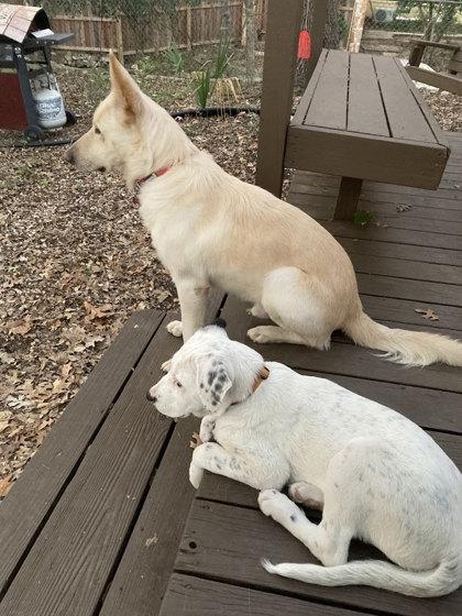 Ernie (in foster) — thumbnail 3