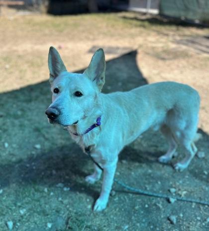 Enlarge Ernie, a Adoptable mixed breed in San Marcos, TX image 2/2