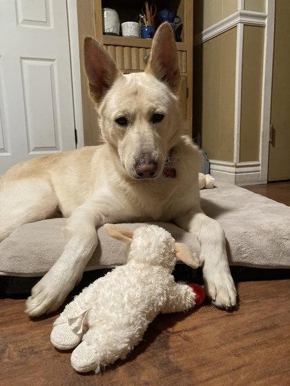 Ernie (in foster), a Adoptable mixed breed in San Marcos, TX image 2/2