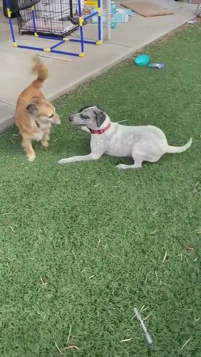 Enlarge Eva, a Adopted mixed breed in El Cajon, CA video 1/2