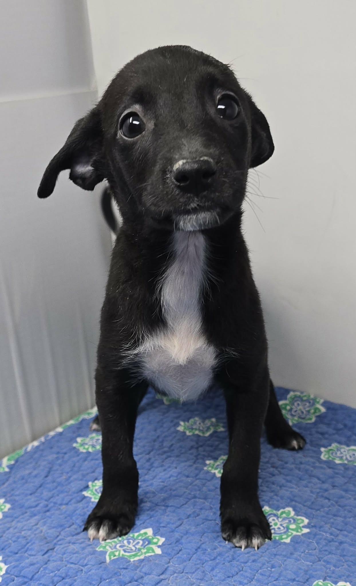 Enlarge Anchorage, a Adoptable mixed breed in Newport, TN image 3/3