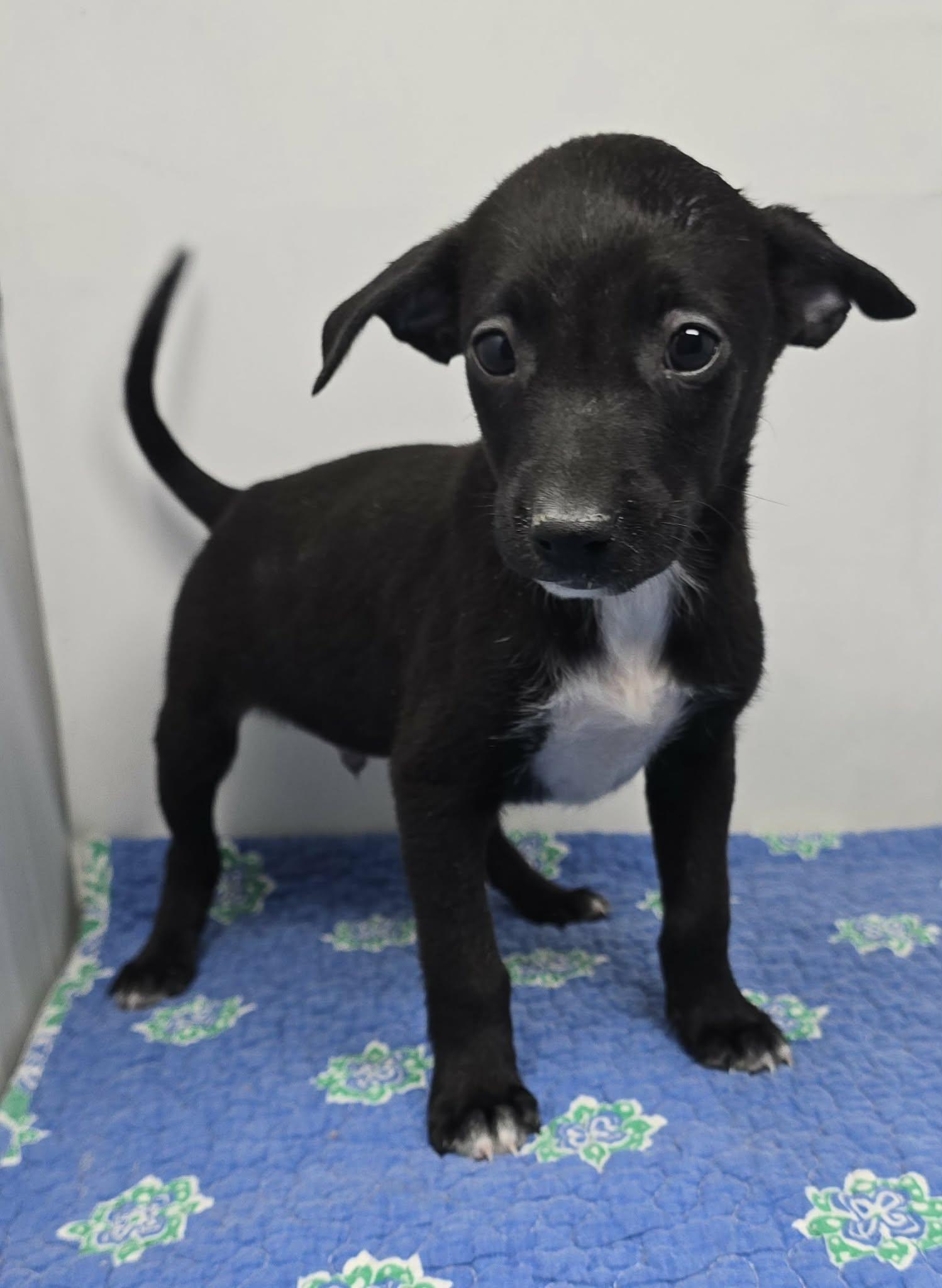 Enlarge Anchorage, a Adoptable mixed breed in Newport, TN image 2/3