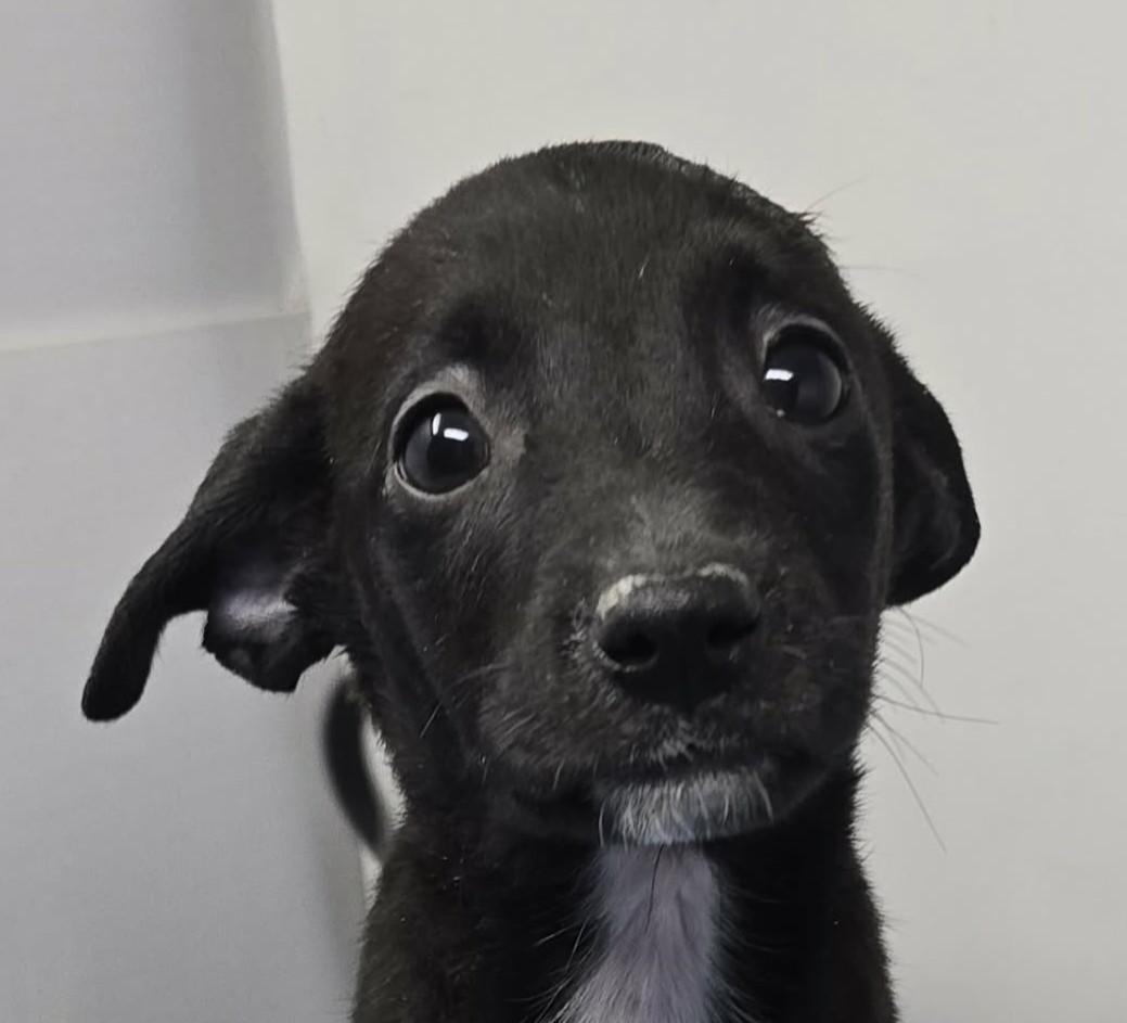 Enlarge Anchorage, a Adoptable mixed breed in Newport, TN image 1/3