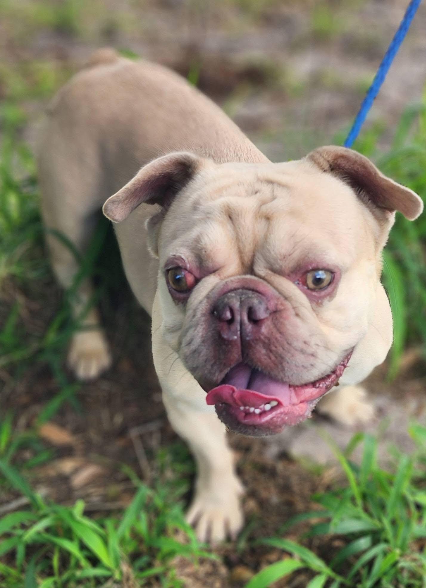 Gator, a ADOPTABLE French Bulldog in Lorida, FL image 1/3