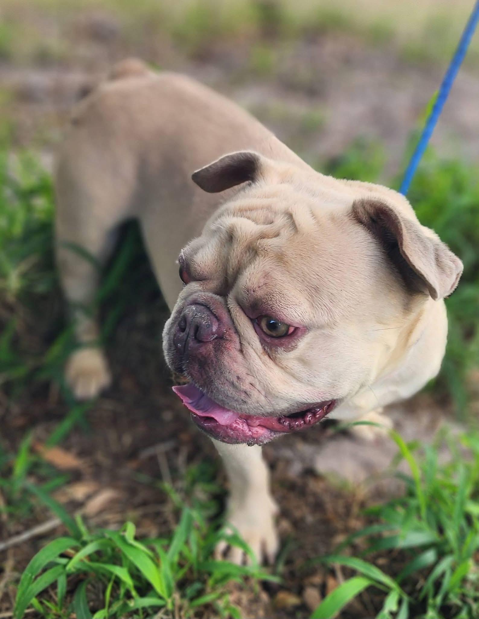 Gator, a ADOPTABLE French Bulldog in Lorida, FL image 2/3