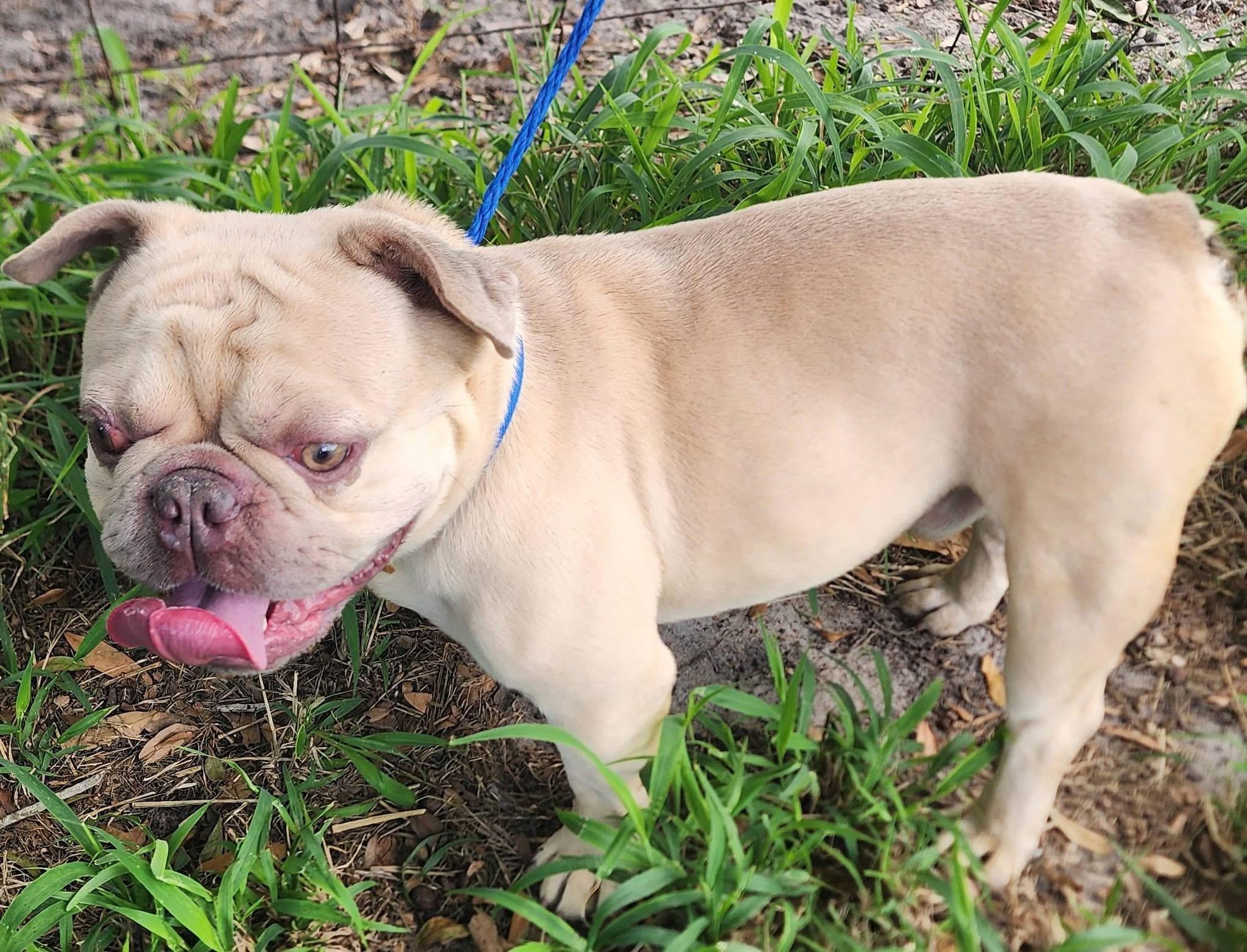 Gator, a ADOPTABLE French Bulldog in Lorida, FL image 3/3