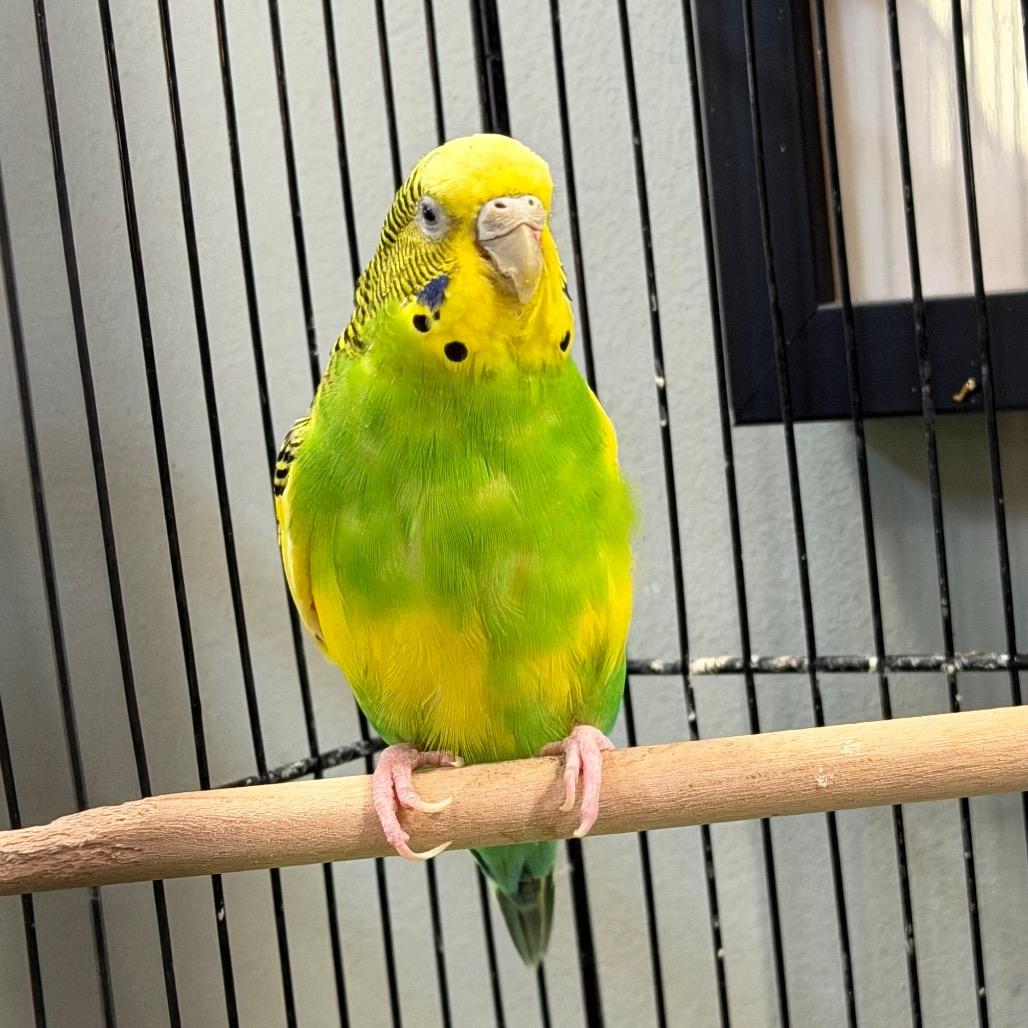 Binky and Tiki, a ADOPTABLE Parakeet (Other) in Chester Springs, PA image 3/4
