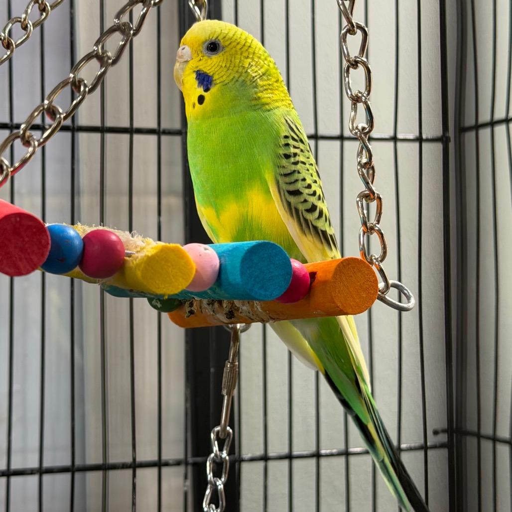 Binky and Tiki, a ADOPTABLE Parakeet (Other) in Chester Springs, PA image 1/4