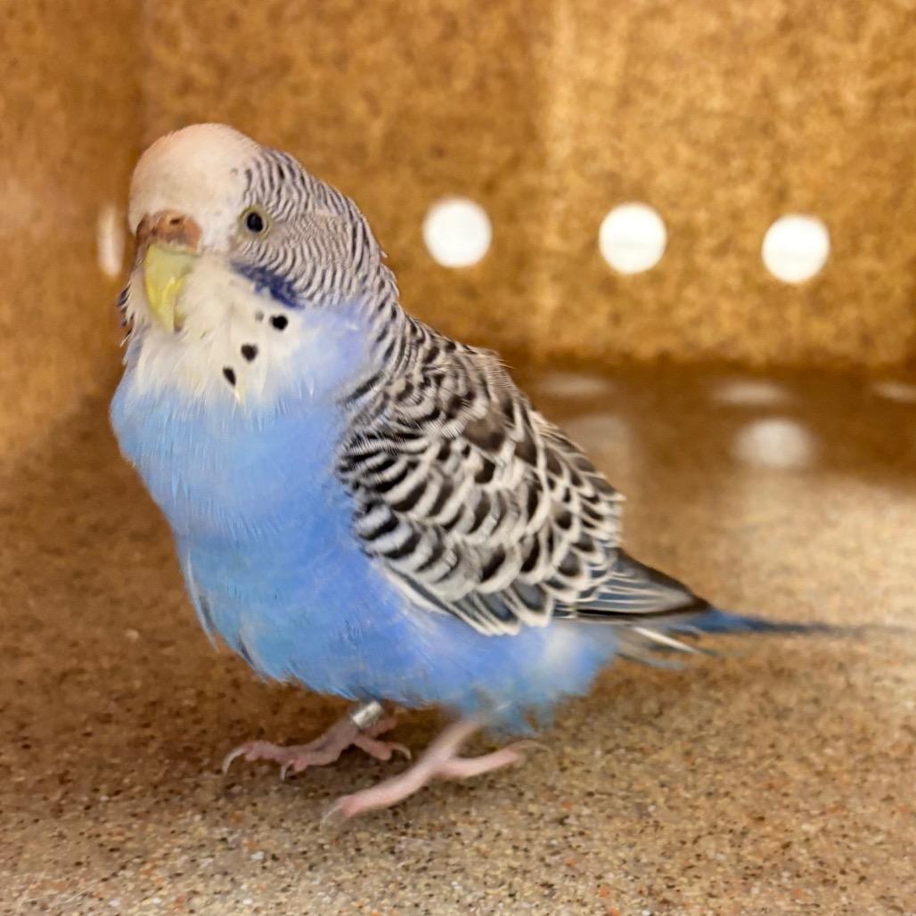 Binky and Tiki, a ADOPTABLE Parakeet (Other) in Chester Springs, PA image 4/4