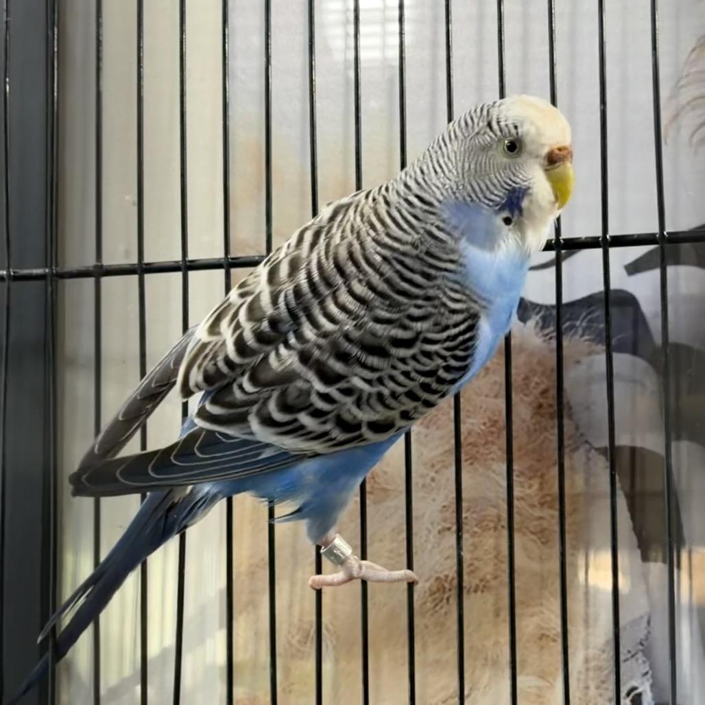 Binky and Tiki, a ADOPTABLE Parakeet (Other) in Chester Springs, PA image 2/4