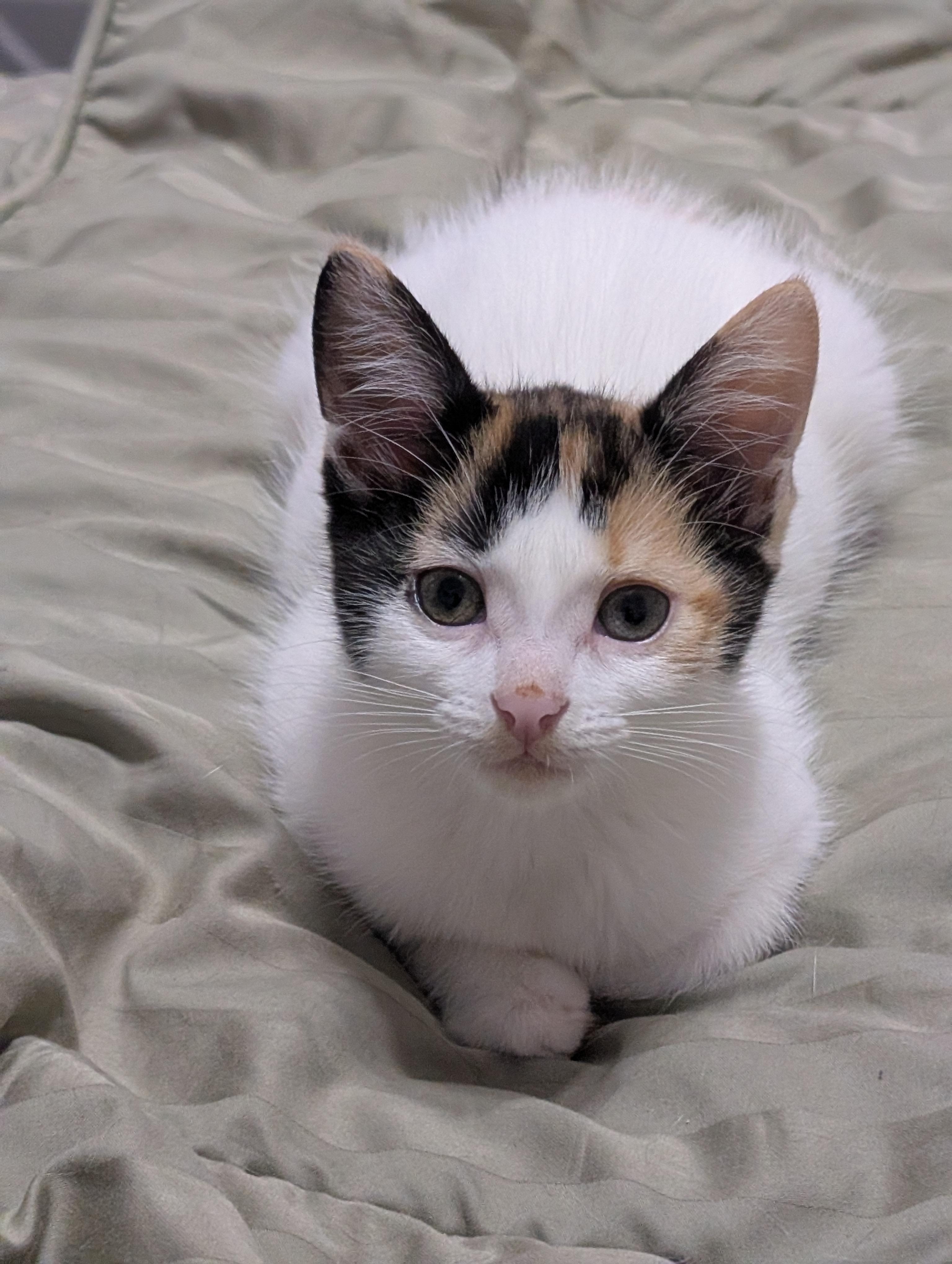 Enlarge Siobhan, a Adoptable Domestic Short Hair in Cambridge, ON image 2/4
