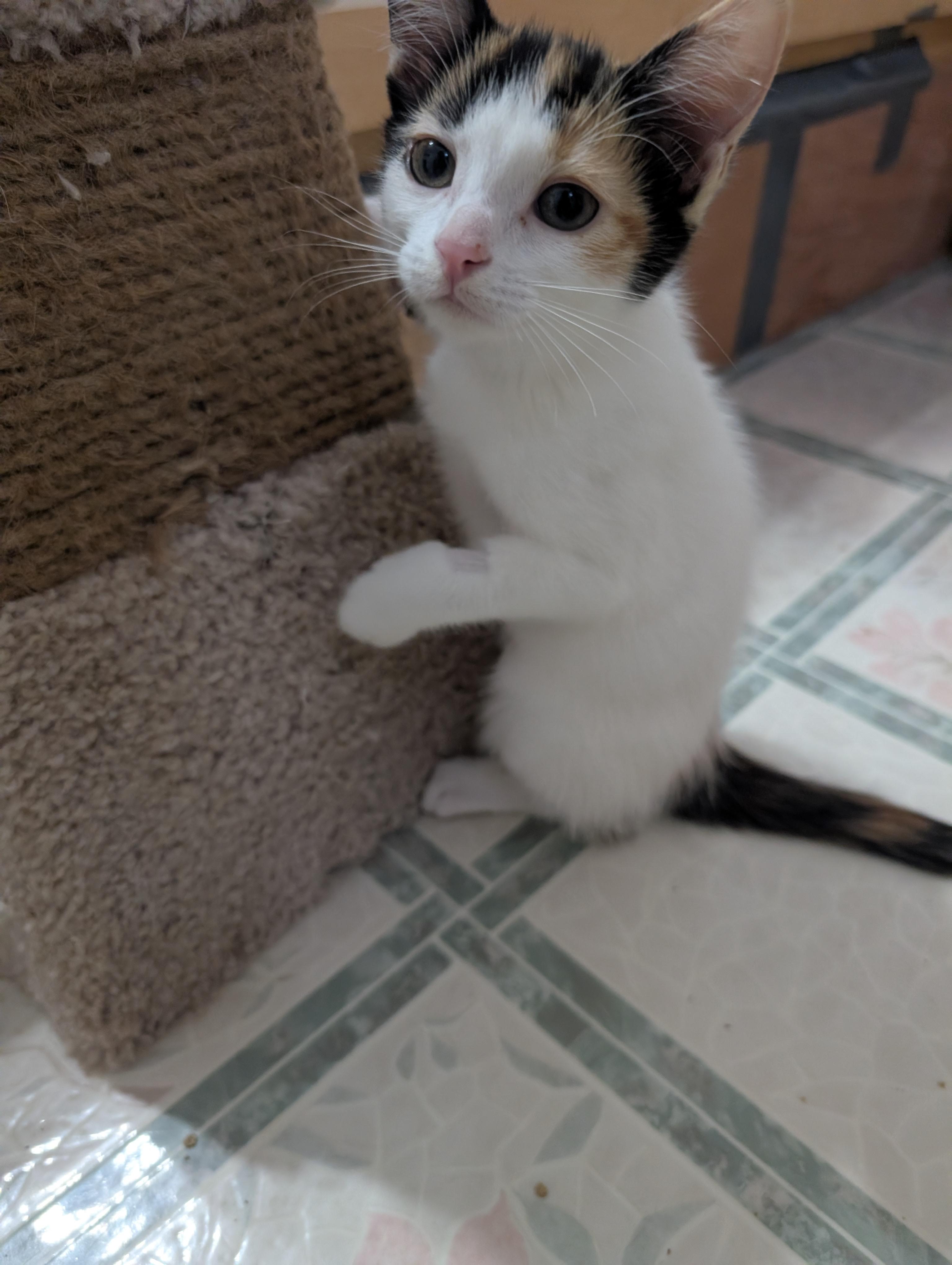 Enlarge Siobhan, a Adoptable Domestic Short Hair in Cambridge, ON image 4/4