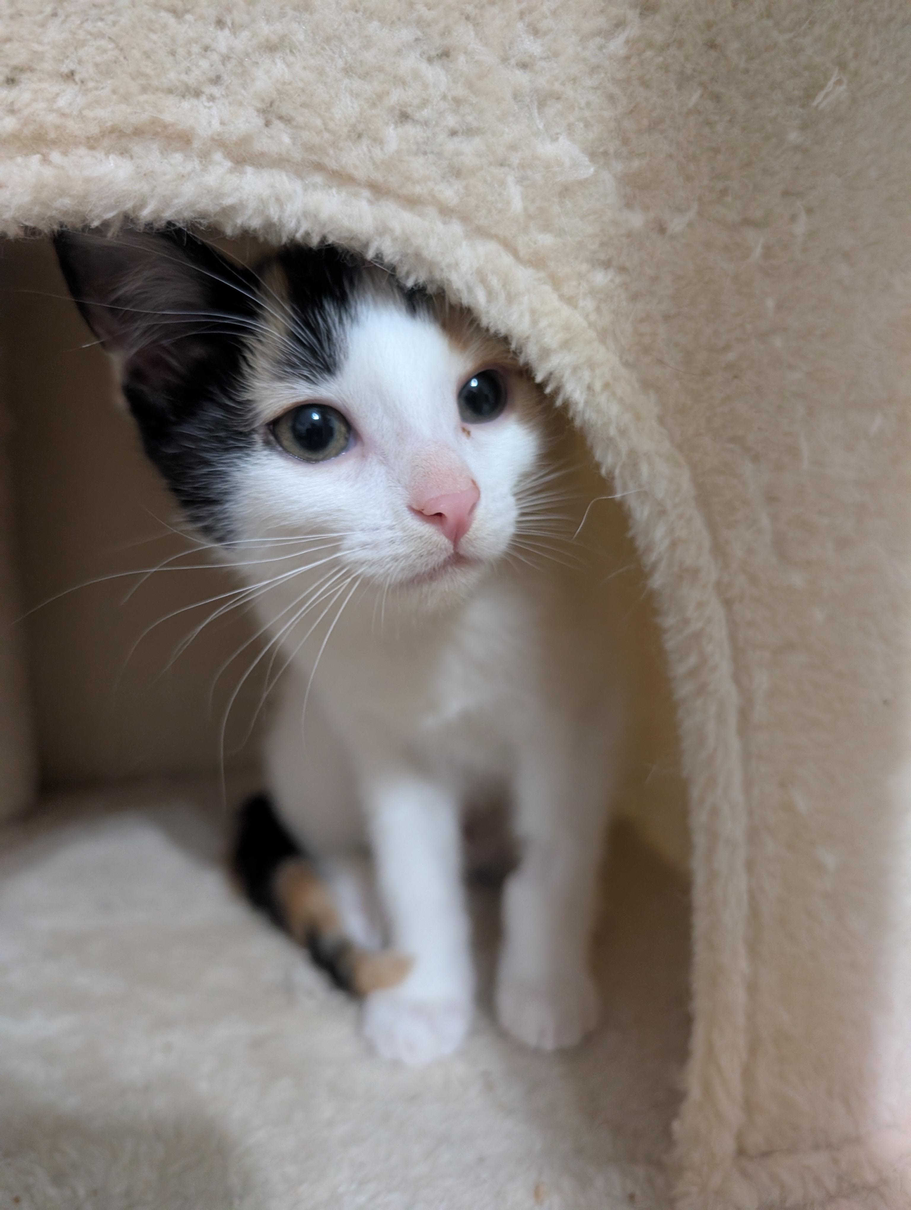 Enlarge Siobhan, a Adoptable Domestic Short Hair in Cambridge, ON image 3/4
