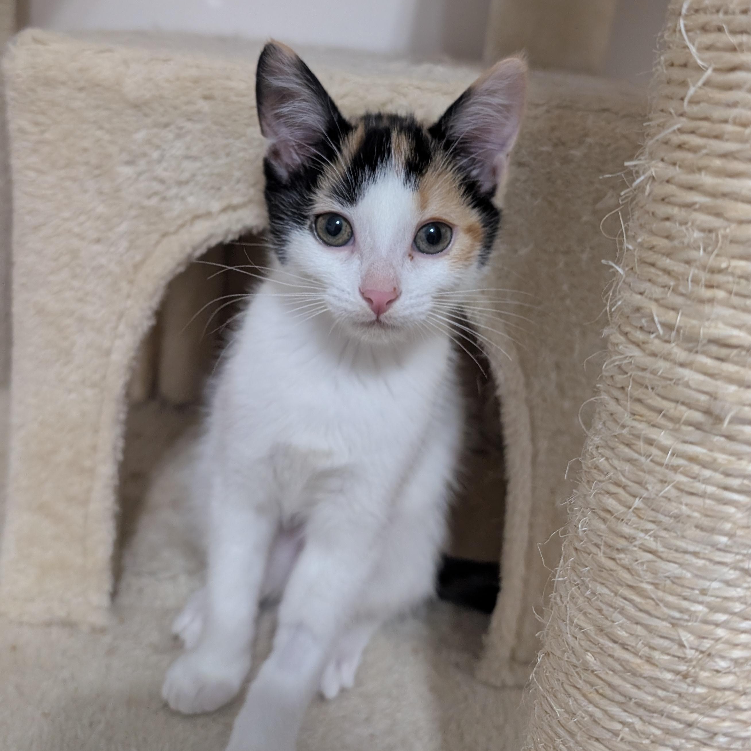 Enlarge Siobhan, a Adoptable Domestic Short Hair in Cambridge, ON image 1/4