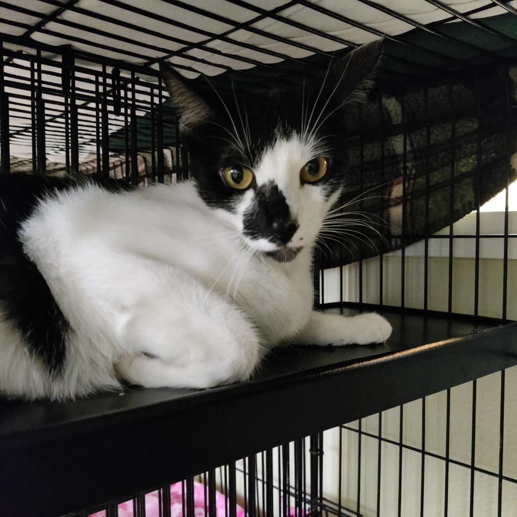 Enlarge Violet, a Adoptable mixed breed in Eastsound, WA image 1/2