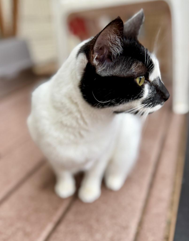 Violet, Adoptable, Adult Female Domestic Short Hair.