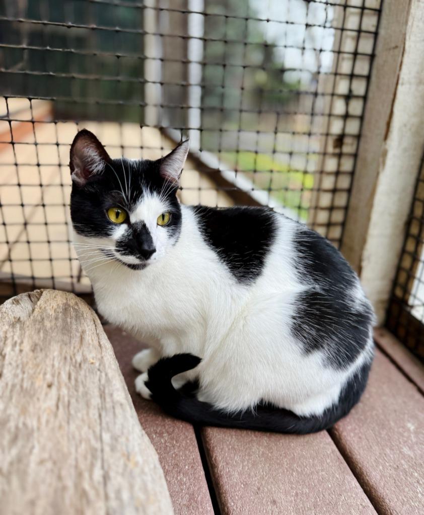 Enlarge Violet, a Adoptable mixed breed in Eastsound, WA image 2/6