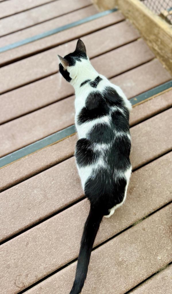 Enlarge Violet, a Adoptable mixed breed in Eastsound, WA image 5/6