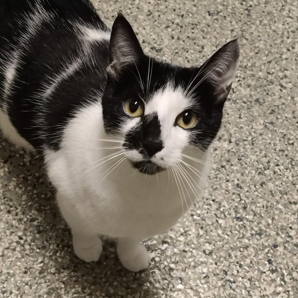 Enlarge Violet, a Adoptable mixed breed in Eastsound, WA image 6/6